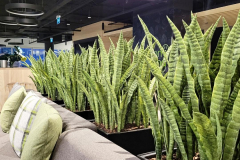 Artificial Snake plants used as a barrier between two sofas in this corporate eatery in downtown Toronto