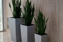 Large Snake Plants add interest to this wall outside an office entrance in Vaughan.