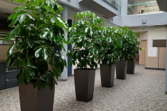 Schefflera 'Amate' (Umbrella Trees).  10ft Umbrella Trees in large modern planters make a statement in this corridor in an office building in Guelph