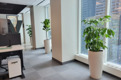 Fiddle-Leaf Fig and Umbrella trees in simple, elegant white planters enhance this new office in Toronto.