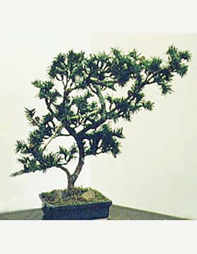Bonsai Tabletop Plant