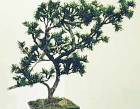 Bonsai Table-top Plant