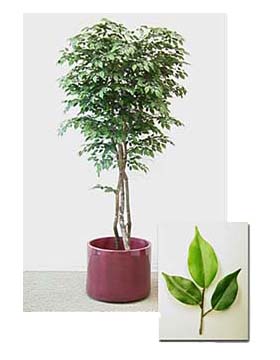 Mini Ficus Tree