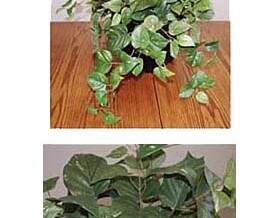 Pothos Table-top Plant