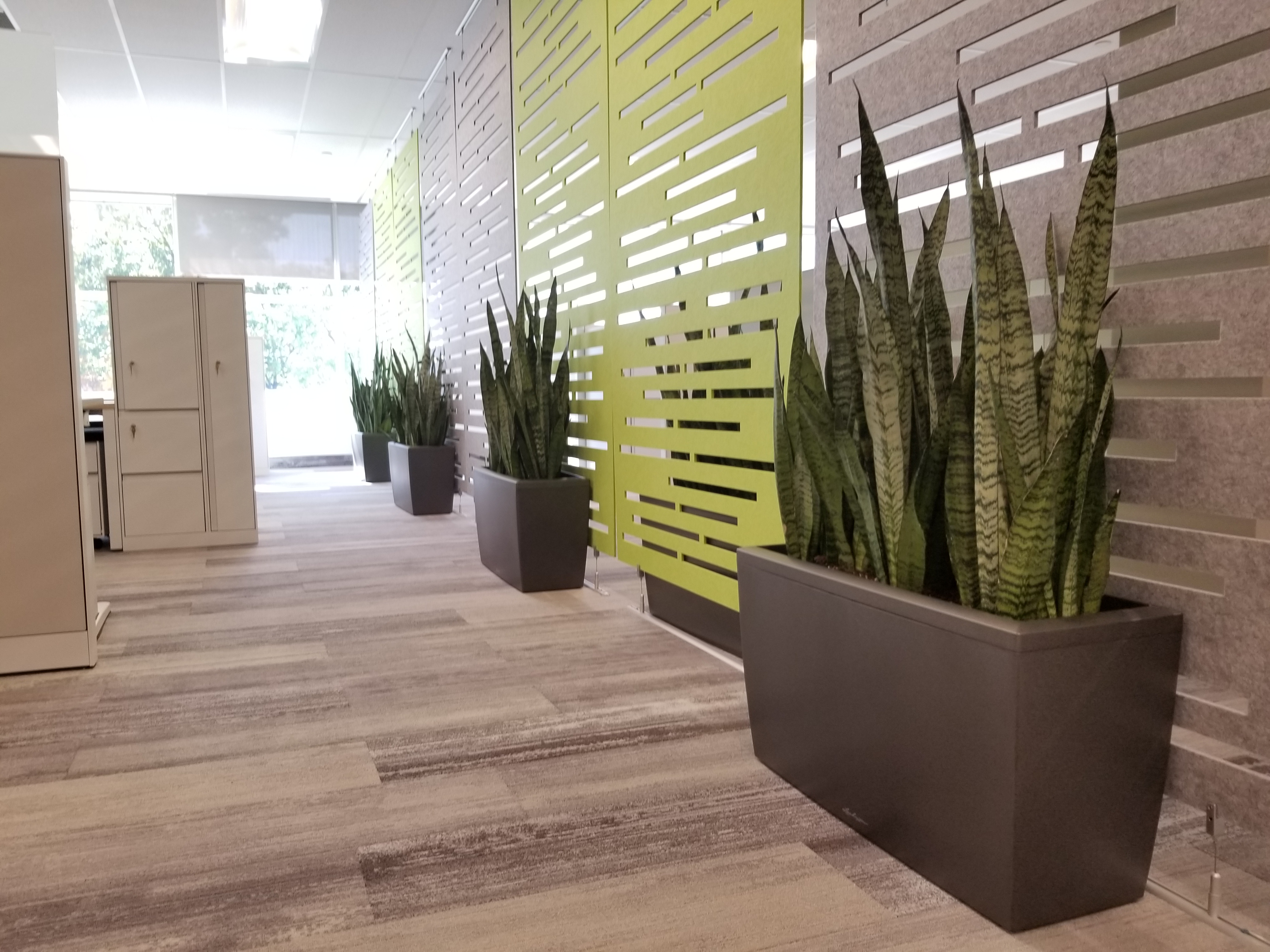 Welcoming employees back to the office,Snake plant, Sansevieria, Cararo, Lechuza