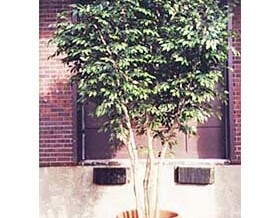 Tall Ficus Tree