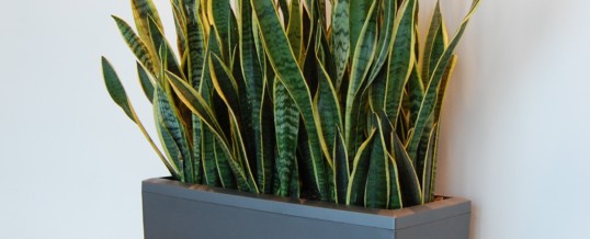 Should I repot my indoor tropical plant?