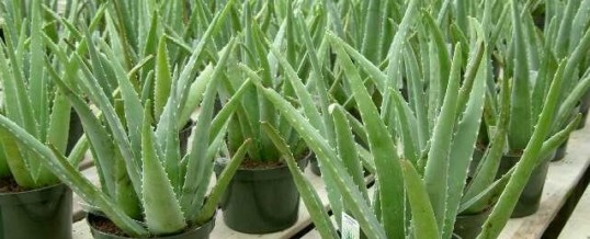Plant of the Month – Aloe Vera