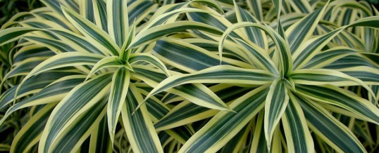 Plant of the Month – Dracaena reflexa