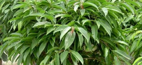 Plant of the Month – Ficus binnendijkii ‘Alii’ (Alii Ficus)
