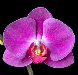 purple-phaleanopsis-orchid