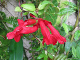 Plant of the Month – Lipstick Plant (Aeschynanthus pulcher)