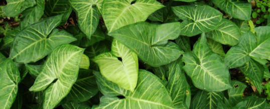 Plant of the Month – Arrowhead Vine (Syngonium podophyllum)