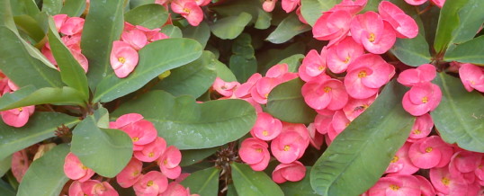 Plant of the Month – Crown of Thorns (Euphorbia milii)
