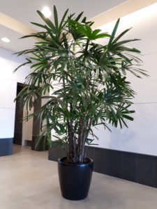Lady Palm office plants