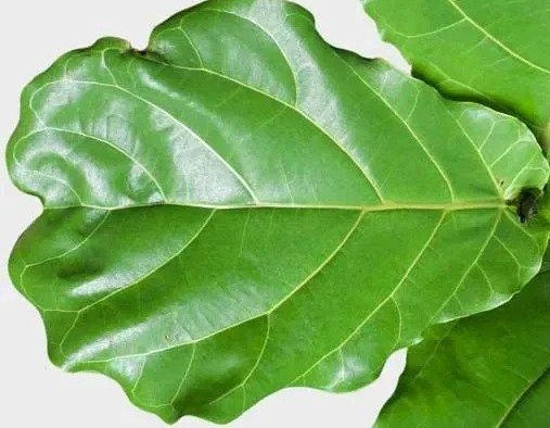 Fiddle Leaf Fig, Ficus lyrata