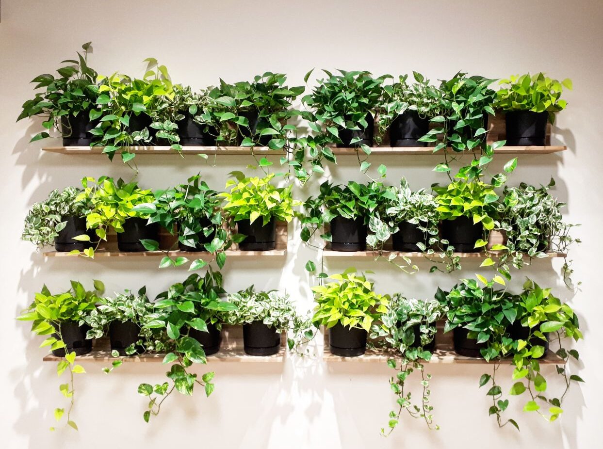 Plant wall, tropical plants