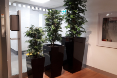 Artificial Aralia Trees in Lechuza Cubico containers provide privacy in this downtown Toronto automobile dealership