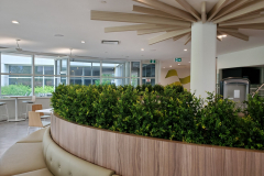 Artificial boxwood bushes in a Mississauga office cafeteria