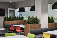 Artificial boxwood plants frame the seating in this corporate café