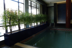 Artificial weeping willow trees act as a privacy screen in a pool area.