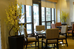 Artificial forsythia bushes add colour to a retirement residence dining area.