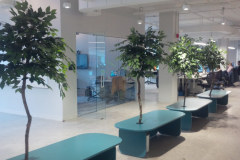 Custom Ficus benjamina 'Benji' Trees in a downtown Toronto office