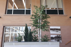 Artificial birch trees, cedars and ferns update a municipal office planter.
