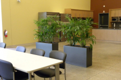 Bamboo palms in Earthwall planters act as a room divider in a large corporate lunchroom