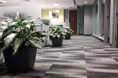 Aglaonema 'Diamond Bay' accent a row of workstations in this Oakville office