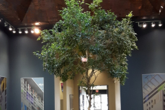 20ft Ficus benjamina is the focal point in the center of this Mississauga corporate office
