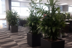 Bamboo palms in modern Cube containers act as space dividers and also dampen sound in this Oakville office