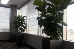 Spectacular Fiddle-Leaf Fig tropical trees, bush form, in a Mississauga office. Containers are Lechuza Cubico 40.