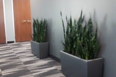 Snake Plants in Cararo containers soften an open space