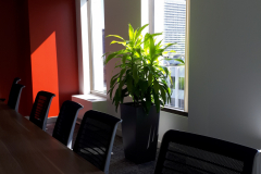 Large Limelight Dracaena in Lechuza Cubico 40 container adds greenery to a corporate boardroom in a North York office.