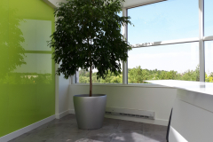 Ficus benjamina (Weeping Ficus), 7ft in height in Lechuza Classico container enhances the ambiance of a corporate collaboration area in a Mississauga office