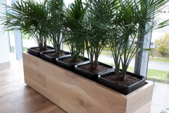 Majesty Palms in a custom planter in a Mississauga office lunchroom