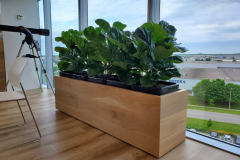 Fiddle-Leaf Fig bush forms in custom planter add greenery to an Oakville office lunchroom