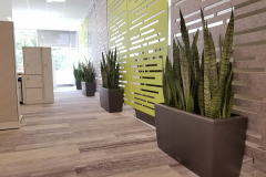 Snake plants in Lechuza Cararo containers add interest to an acoustic wall, and serve as a barrier to protect it from damage.