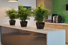 Neanthe Bella table-top plants provide a screen to divide the cafe area from the main reception area in this Oakville office.