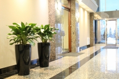 Aglaonema 'Diamond Bay'  in Rondo containers in an Oakville office tower lobby