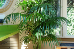 Elegant Kentia Palm in an atrium