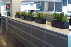 Snake plants in rectangular table-top planters