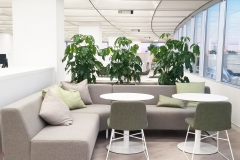 Schefflera 'Amate' (Umbrella Trees) act as a space divider in this Toronto office collaboration area