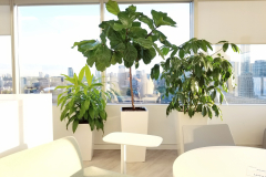Grouping of Fiddle-Leaf Fig, Umbrella Tree and Dracaena Limelight bring the outdoors in to this high rise office in Toronto