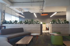 Custom planters with Dracaena 'Art' in a Toronto office