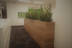 Sansevieria Snake Plants in custom wooden planter warm up a file area in a Mississauga office