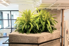 Limelight Dracaena brighten a modern concrete planter in this Toronto office entrance.