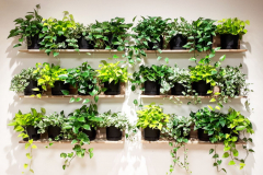 Simple and inexpensive living wall with Pothos varieties.