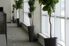 Yucca and Fiddle-Leaf Fig Trees installed in Mississauga office